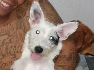 Cachorro raça SRD-ViraLata idade 2 a 6 meses nome Luna