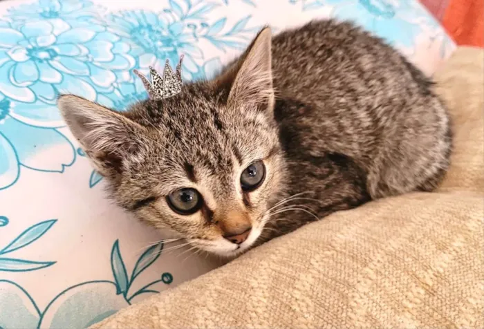 Gato ra a SRD-ViraLata idade Abaixo de 2 meses nome Kim bb2meses linda 