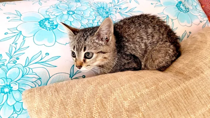 Gato ra a SRD-ViraLata idade Abaixo de 2 meses nome Kim bb2meses linda 