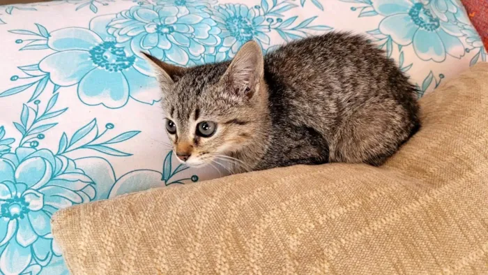 Gato ra a SRD-ViraLata idade Abaixo de 2 meses nome Kim bb2meses linda 