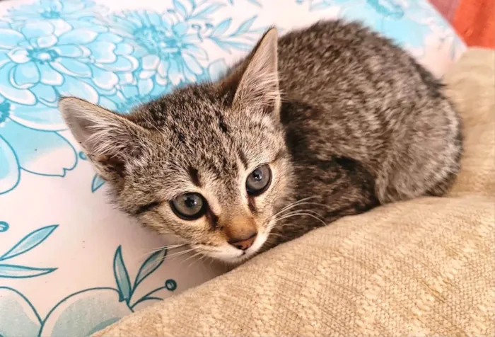 Gato ra a SRD-ViraLata idade Abaixo de 2 meses nome Kim bb2meses linda 