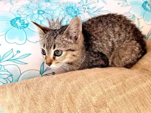 Gato raça SRD-ViraLata idade Abaixo de 2 meses nome Kim bb2meses linda 