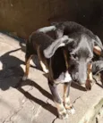 Nutella 5meses lindo e bonzinho 