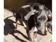 Nutella 5meses lindo e bonzinho 