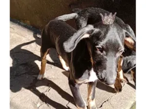 Cachorro raça SRD-ViraLata idade 2 a 6 meses nome Nutella 5meses lindo e bonzinho 
