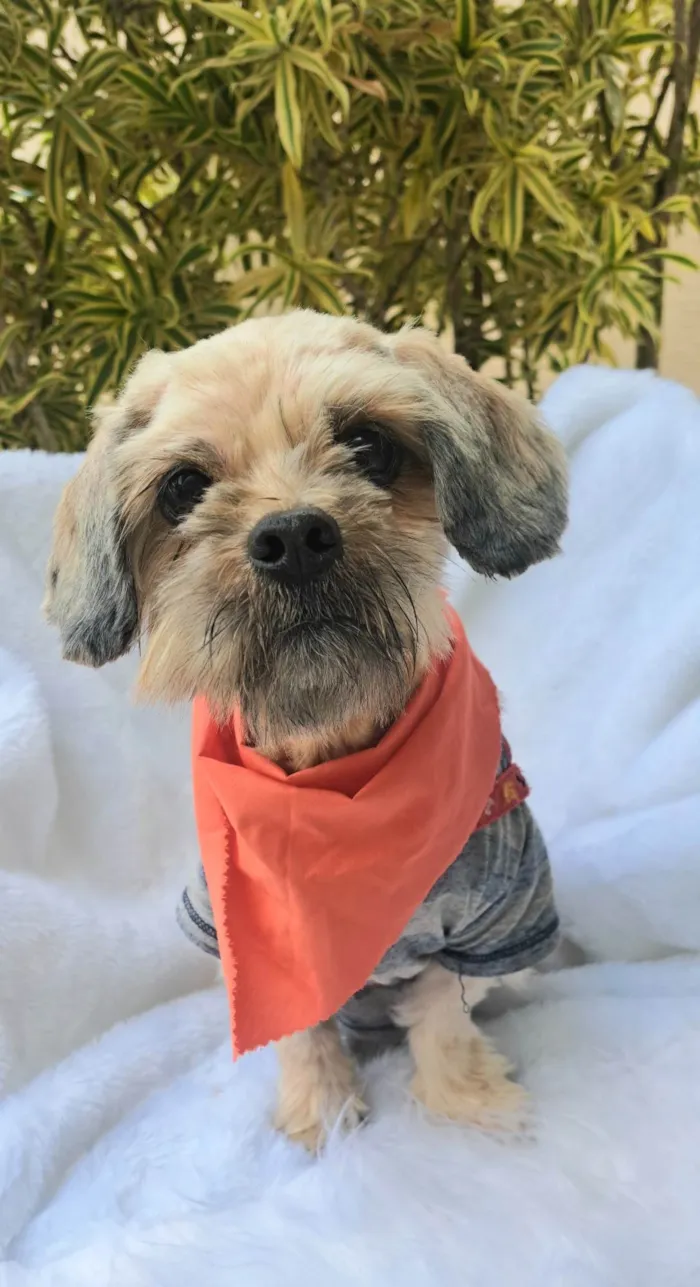 Cachorro ra a Shitzu idade 2 anos nome Mel