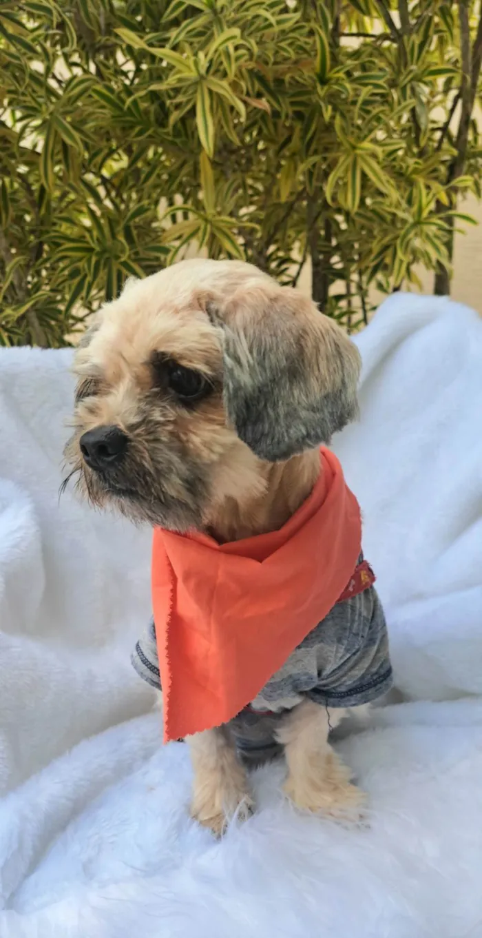 Cachorro ra a Shitzu idade 2 anos nome Mel