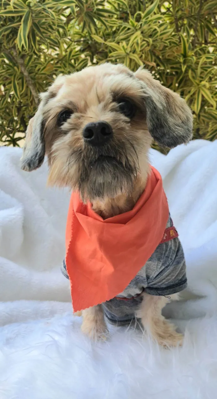 Cachorro ra a Shitzu idade 2 anos nome Mel