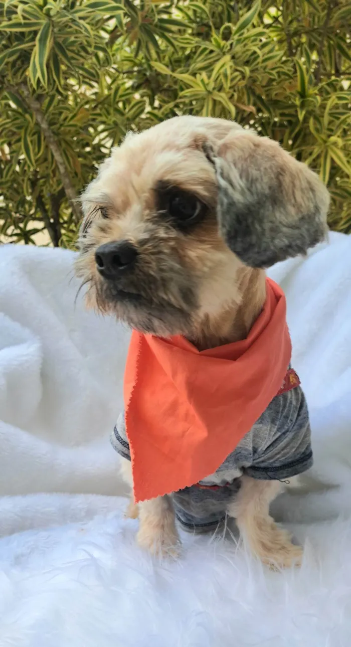 Cachorro ra a Shitzu idade 2 anos nome Mel