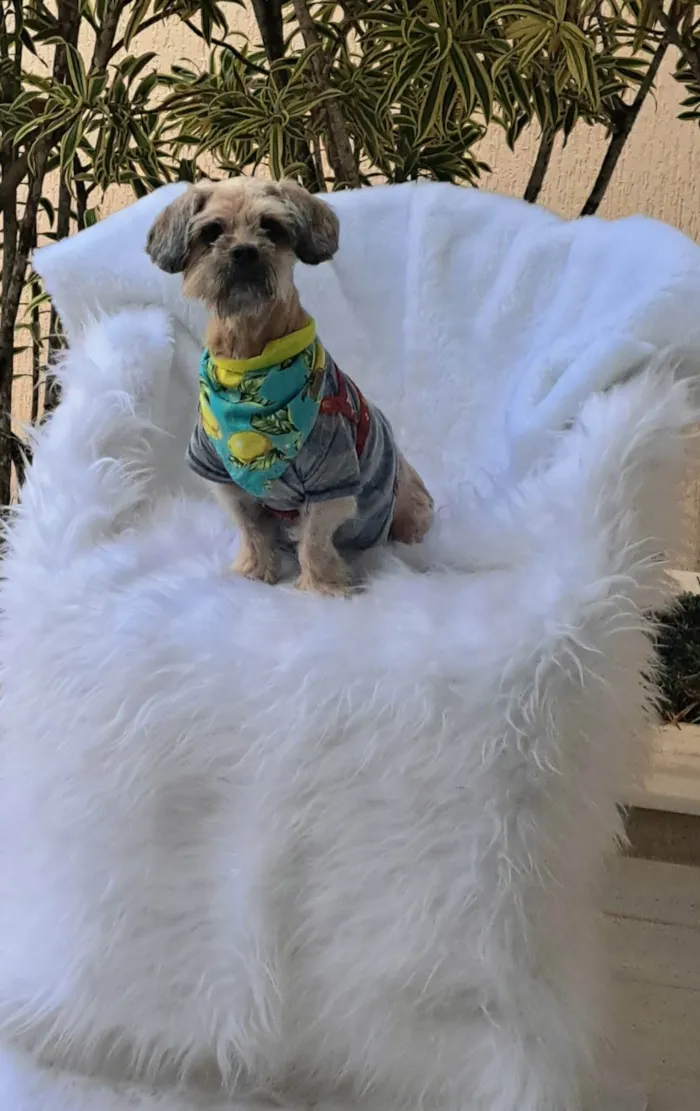 Cachorro ra a Shitzu idade 2 anos nome Mel