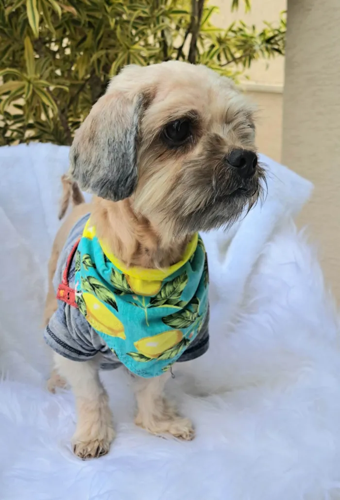 Cachorro ra a Shitzu idade 2 anos nome Mel