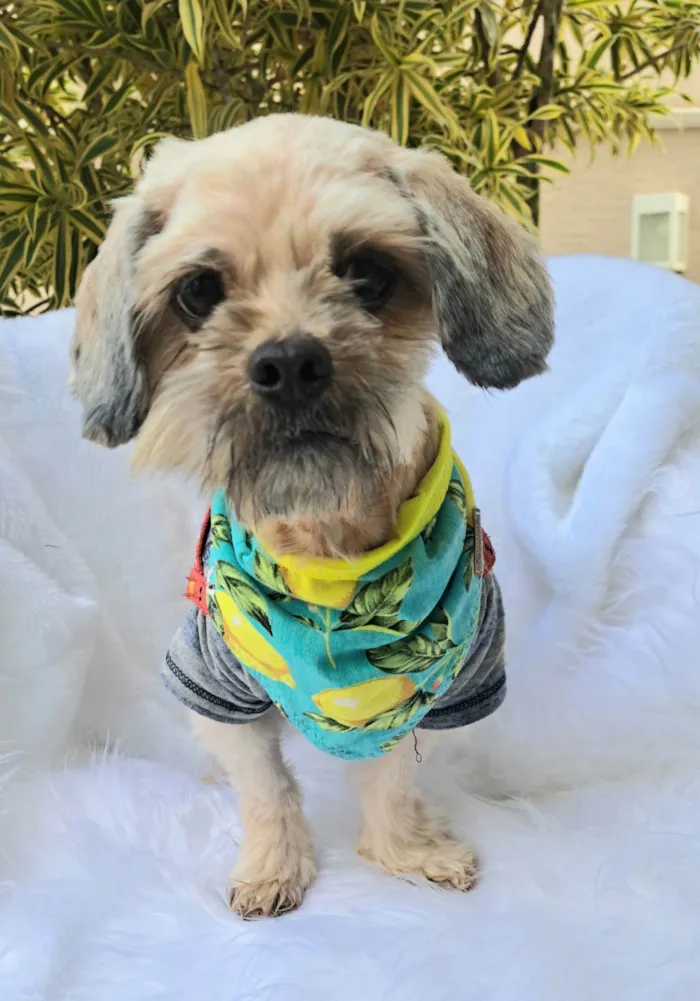 Cachorro ra a Shitzu idade 2 anos nome Mel