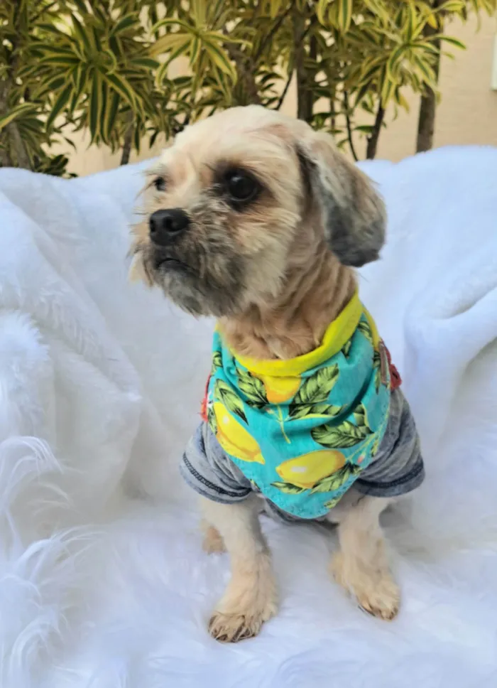 Cachorro ra a Shitzu idade 2 anos nome Mel