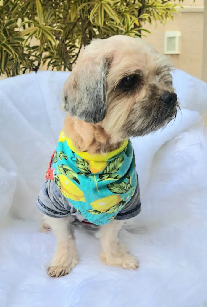 Cachorro ra a Shitzu idade 2 anos nome Mel