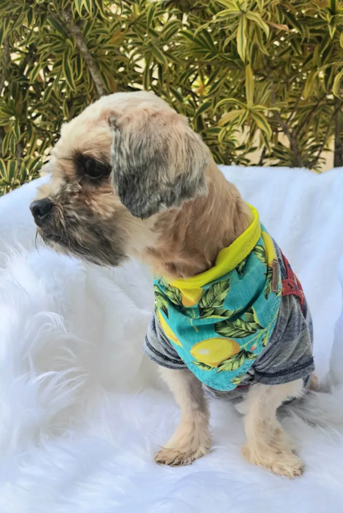 Cachorro ra a Shitzu idade 2 anos nome Mel
