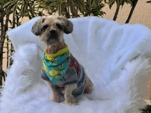 Cachorro raça Shitzu idade 2 anos nome Mel