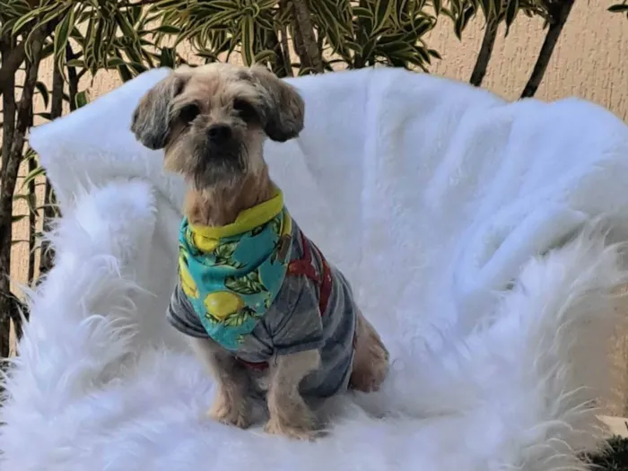 Cachorro ra a Shitzu idade 2 anos nome Mel