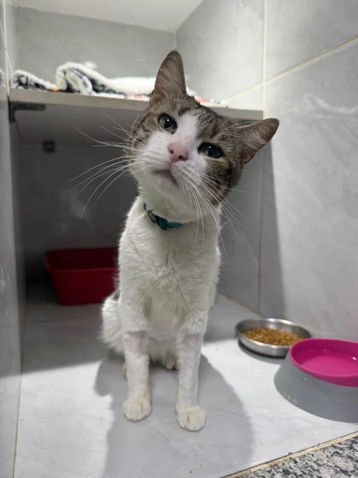Gato ra a SRD-ViraLata idade 2 anos nome Bernardo