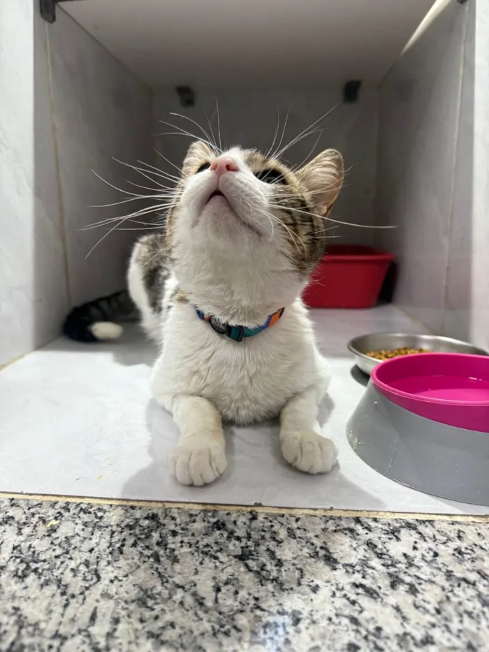 Gato ra a SRD-ViraLata idade 2 anos nome Bernardo
