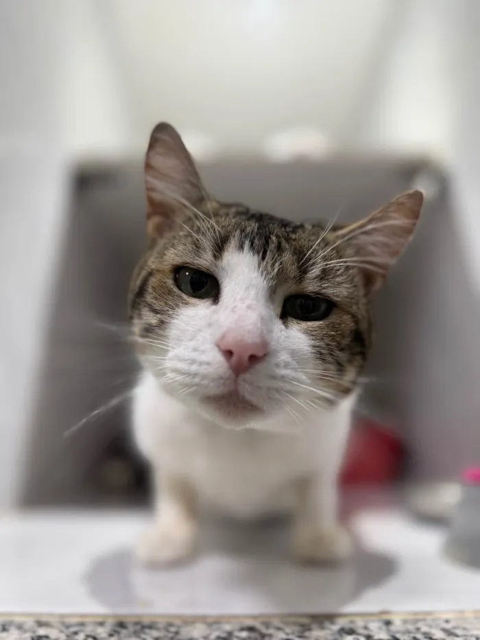 Gato ra a SRD-ViraLata idade 2 anos nome Bernardo
