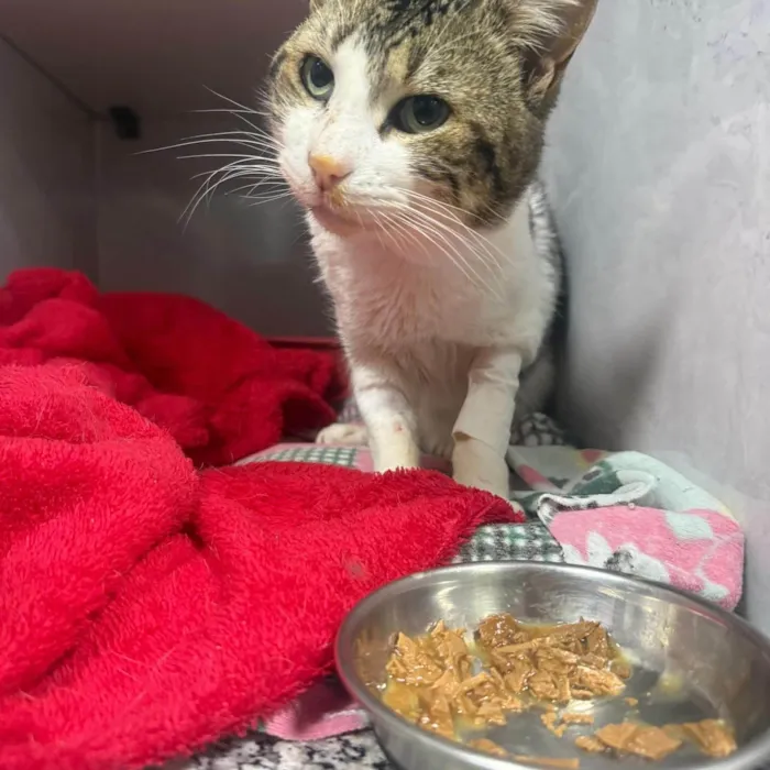 Gato ra a SRD-ViraLata idade 2 anos nome Bernardo