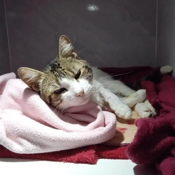 Gato ra a SRD-ViraLata idade 2 anos nome Bernardo