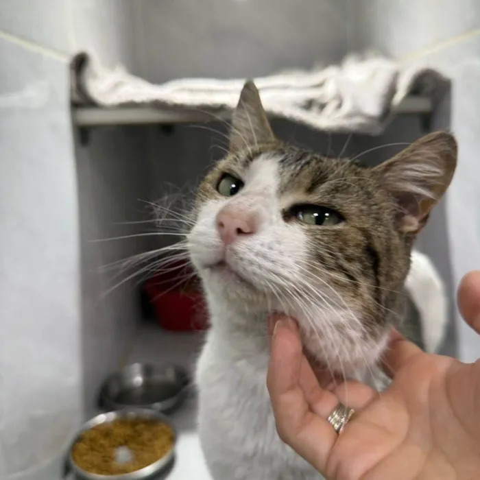 Gato ra a SRD-ViraLata idade 2 anos nome Bernardo