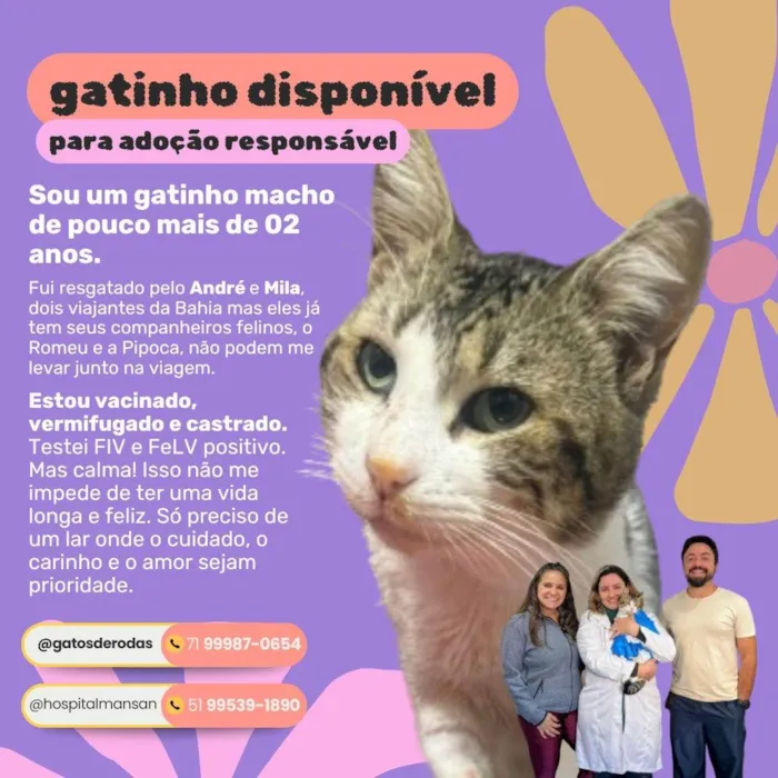 Gato ra a SRD-ViraLata idade 2 anos nome Bernardo