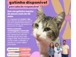 Gato raça SRD-ViraLata idade 2 anos nome Bernardo