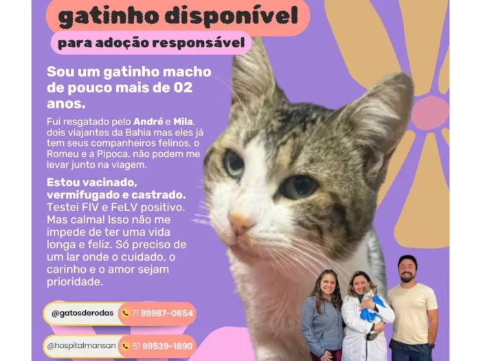 Gato ra a SRD-ViraLata idade 2 anos nome Bernardo