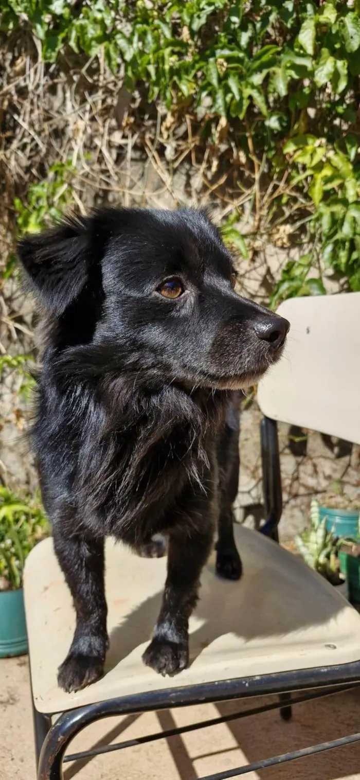Cachorro ra a SRD-ViraLata idade 2 anos nome Black 