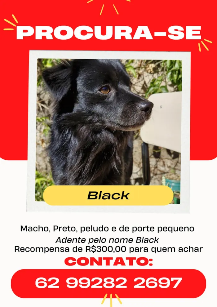 Cachorro ra a SRD-ViraLata idade 2 anos nome Black 
