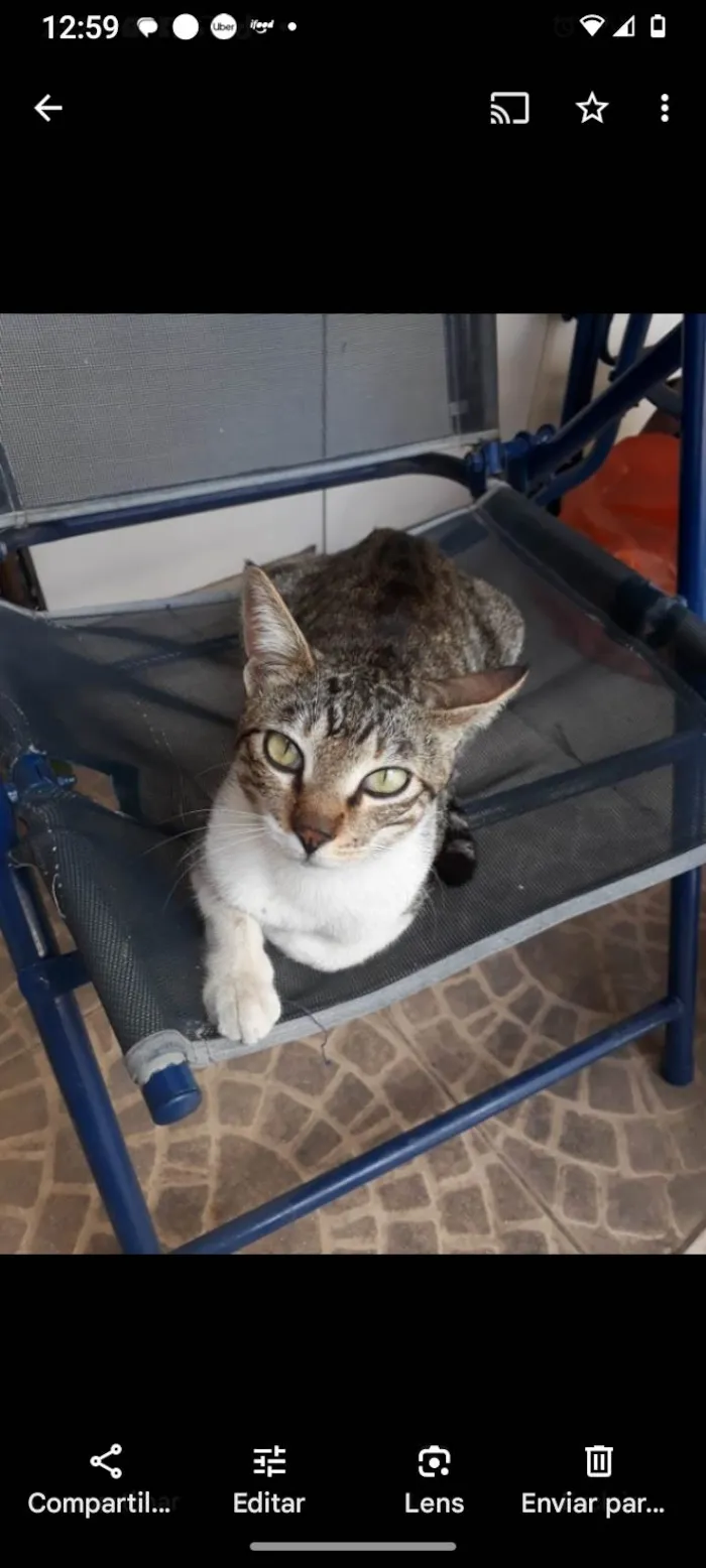 Gato ra a SRD-ViraLata idade 6 ou mais anos nome Jerry tel 98892 2010