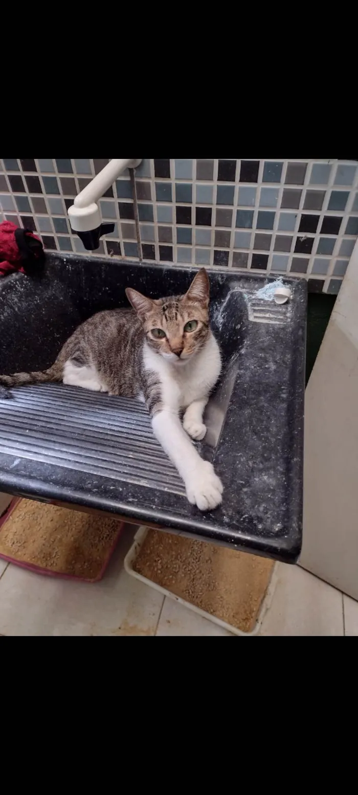 Gato ra a SRD-ViraLata idade 6 ou mais anos nome Jerry tel 98892 2010