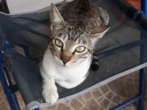 Gato raça SRD-ViraLata idade 6 ou mais anos nome Jerry tel 98892 2010