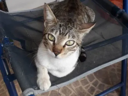 Gato raça SRD-ViraLata idade 6 ou mais anos nome Jerry tel 98892 2010