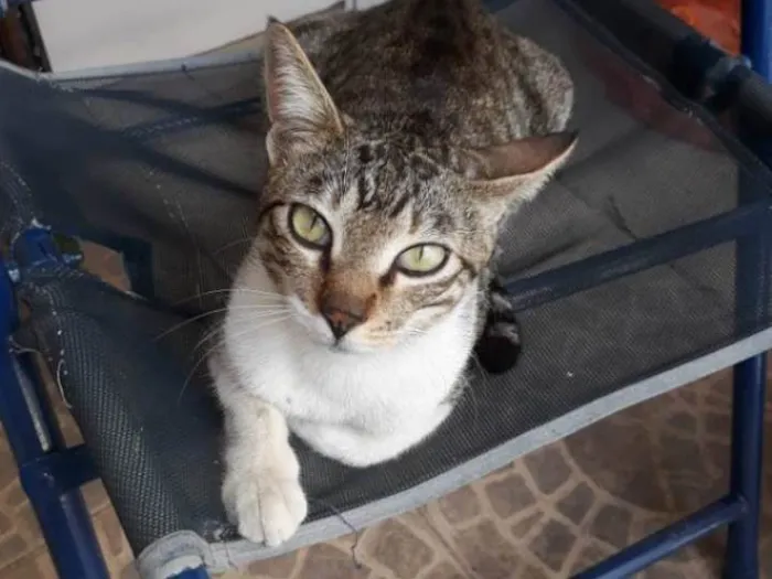 Gato ra a SRD-ViraLata idade 6 ou mais anos nome Jerry tel 98892 2010