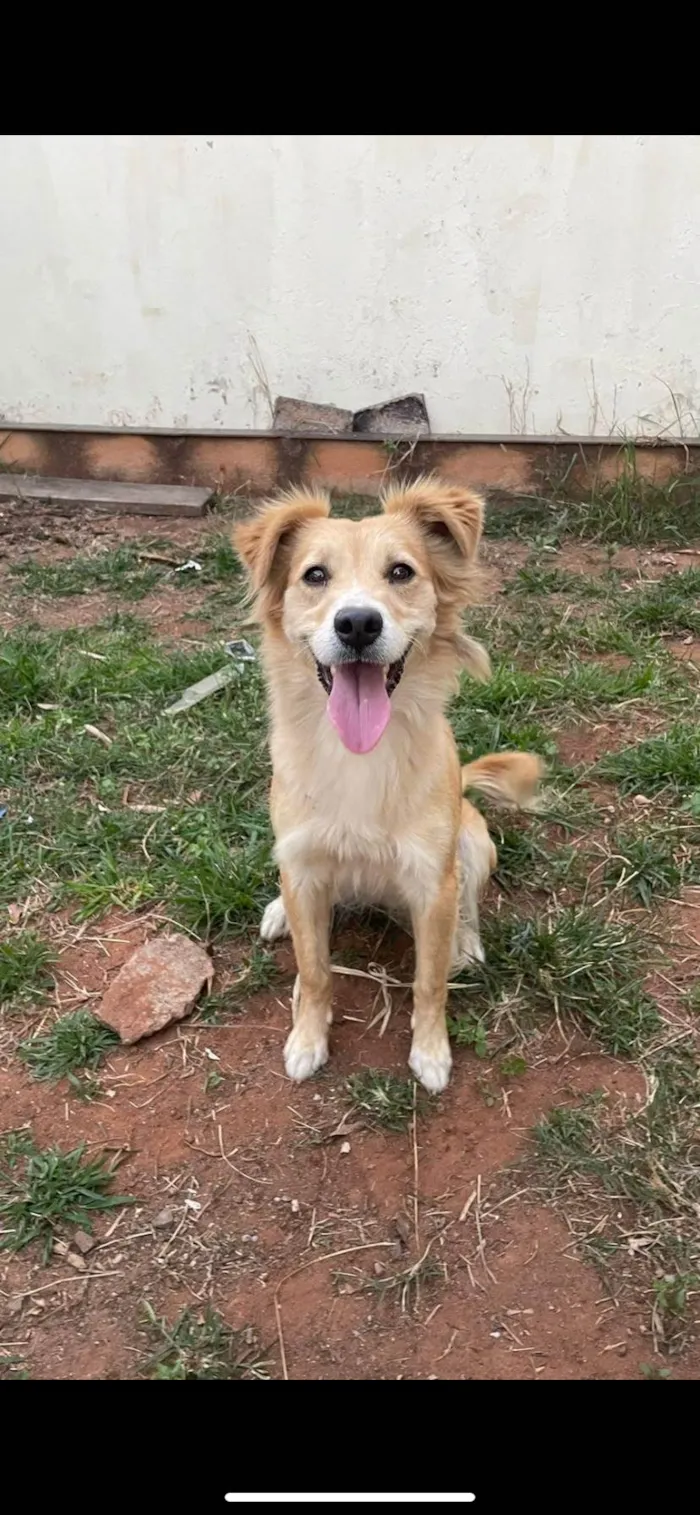 Cachorro ra a SRD-ViraLata idade 2 anos nome Mel