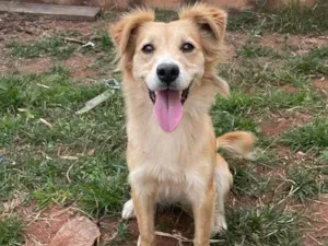 Cachorro raça SRD-ViraLata idade 2 anos nome Mel