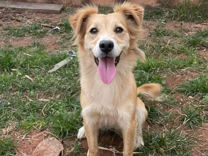 Cachorro ra a SRD-ViraLata idade 2 anos nome Mel