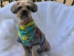 Cachorro raça Shitzu idade 2 anos nome Mel