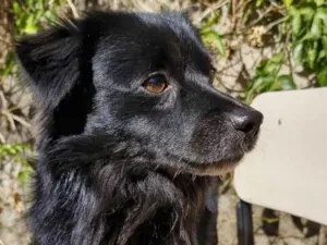 Cachorro raça SRD-ViraLata idade 2 anos nome Black 
