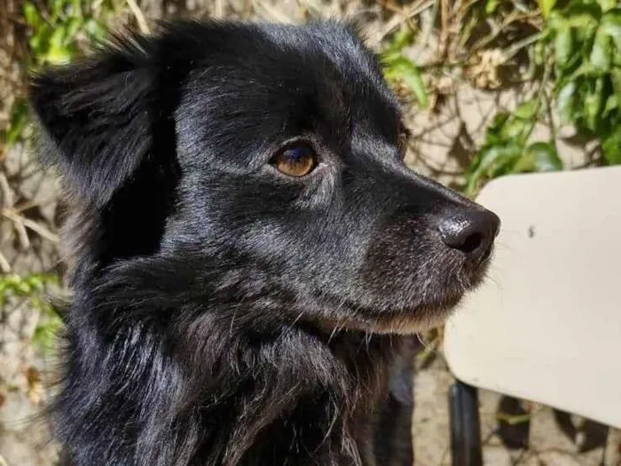 Cachorro ra a SRD-ViraLata idade 2 anos nome Black 