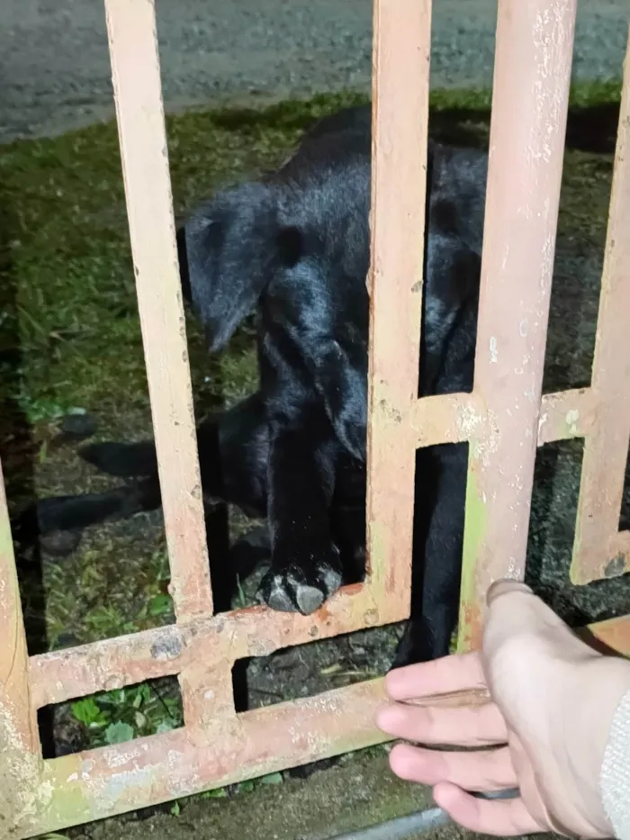 Cachorro ra a SRD-ViraLata idade 7 a 11 meses nome Princesa 