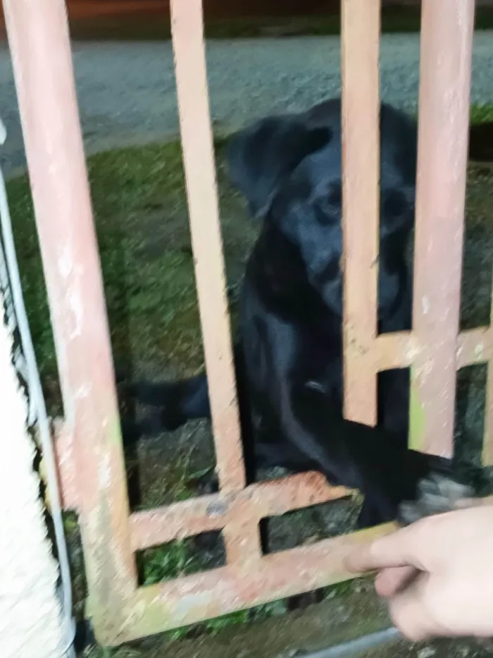 Cachorro ra a SRD-ViraLata idade 7 a 11 meses nome Princesa 
