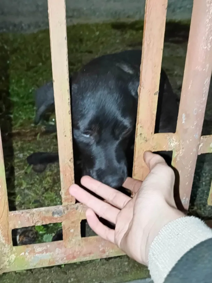 Cachorro ra a SRD-ViraLata idade 7 a 11 meses nome Princesa 