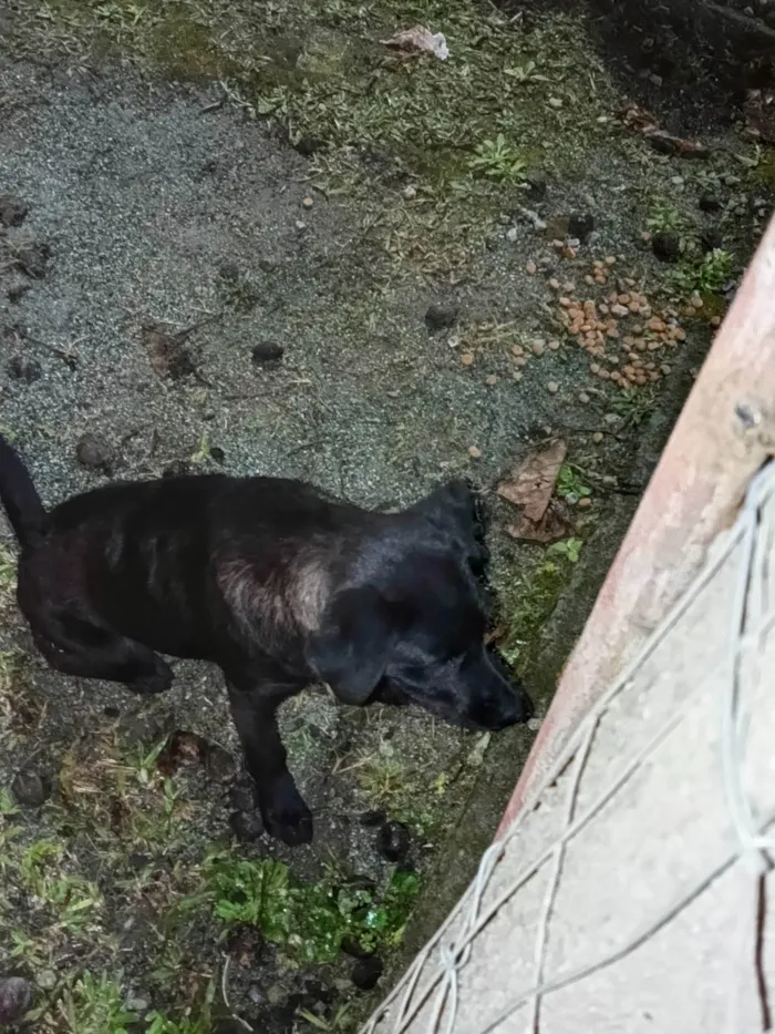 Cachorro ra a SRD-ViraLata idade 7 a 11 meses nome Princesa 