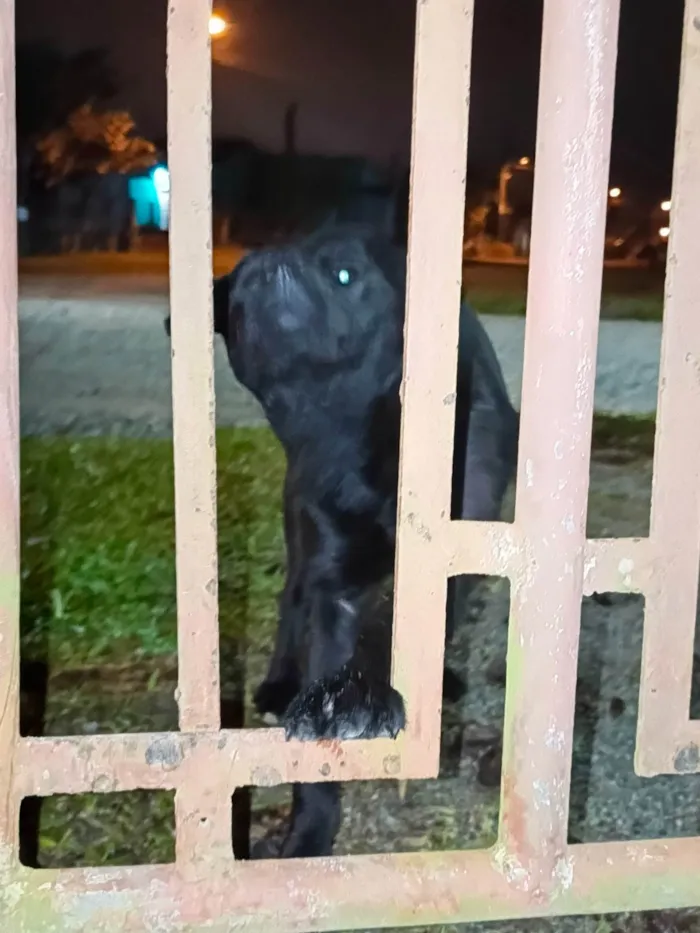 Cachorro ra a SRD-ViraLata idade 7 a 11 meses nome Princesa 