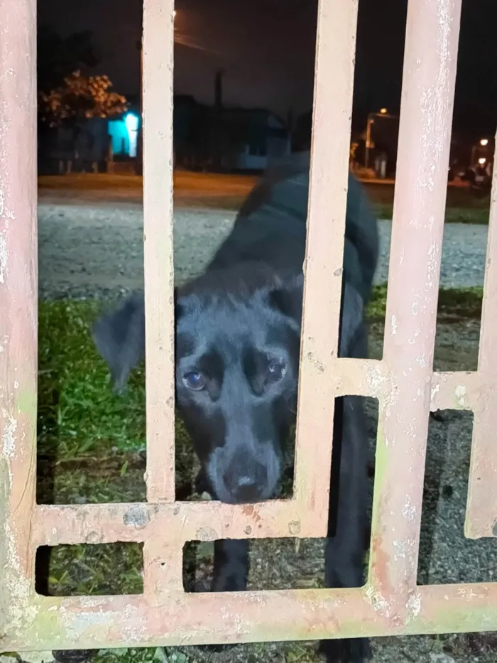 Cachorro ra a SRD-ViraLata idade 7 a 11 meses nome Princesa 