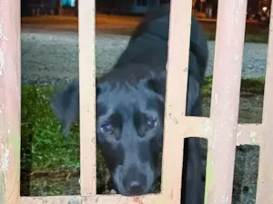 Cachorro raça SRD-ViraLata idade 7 a 11 meses nome Princesa 